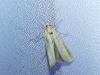 Agriphila tristella